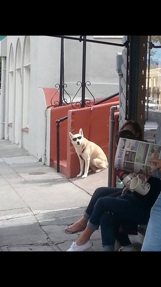 a picture of a dog wearing sunglasses